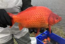Can You Eat Goldfish? (And Other Surprising Questions Answered)