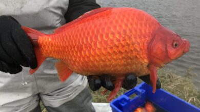 Can You Eat Goldfish? (And Other Surprising Questions Answered)
