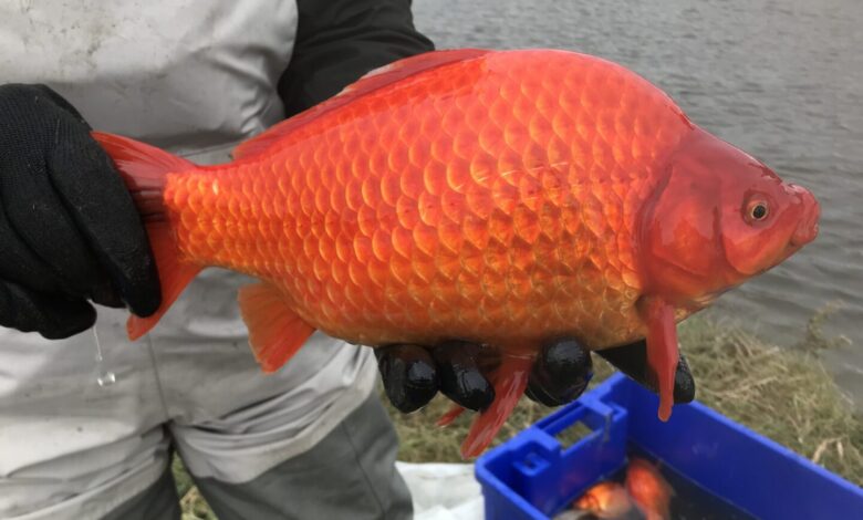 Can You Eat Goldfish? (And Other Surprising Questions Answered)